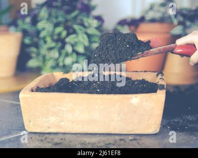 Bild Schuhe eine Hand, die eine Gartenpflanzenschaufel mit Nährmedien oder Erde hält – wie man eine Samenschale in der Nähe der Fensterbank füllt Stockfoto