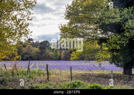 Kultivierte englische Bluebells, Hyacinthoides non-scripta, wächst in einem Norfolk-Feld. Stockfoto