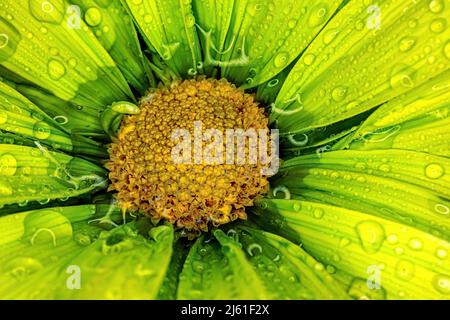 Lebendige Farben dieser Blume mit Wassertropfen Stockfoto