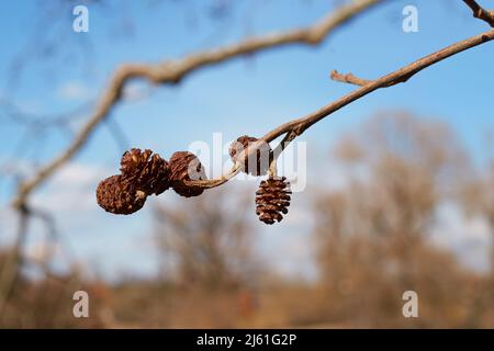 Alnus glutinosa. Kegel von schwarzer Erle gegen den Himmel in Nahaufnahme Stockfoto