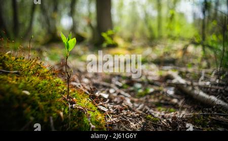 Nahaufnahme aus Moos. Makrovegetation im Wald. Stockfoto