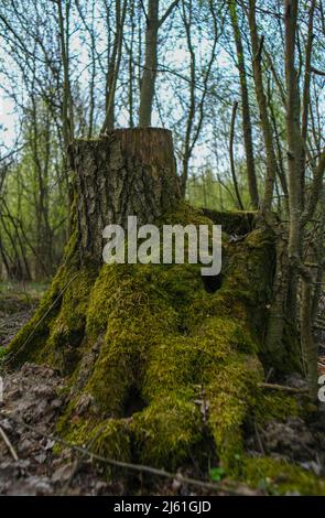 Stumpf mit Moos im Wald. Nahaufnahme aus Moos. Stockfoto