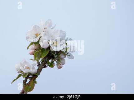 Zweig eines blühenden Apfelbaums an einem hellblauen Himmel mit Platz für Kopien, Dänemark, 25. April 2022 Stockfoto