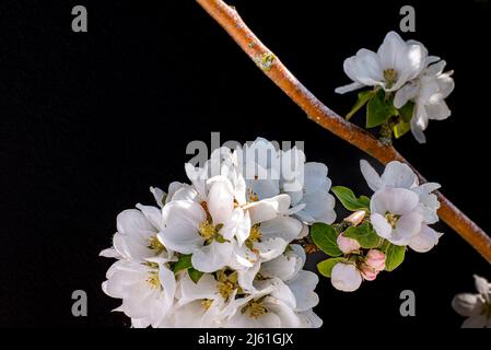 Zweig eines blühenden Apfelbaums auf schwarzem Hintergrund mit Platz für Kopien, Dänemark, 25. April 2022 Stockfoto