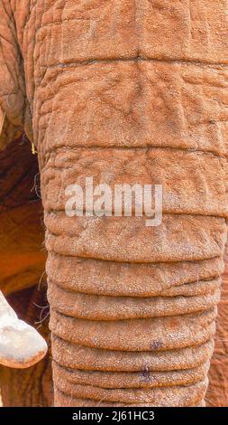 Nahaufnahme eines afrikanischen Elefanten - Loxodonta Africana, der in einem Konservatorium in Nanyuki, Kenia, grast Stockfoto