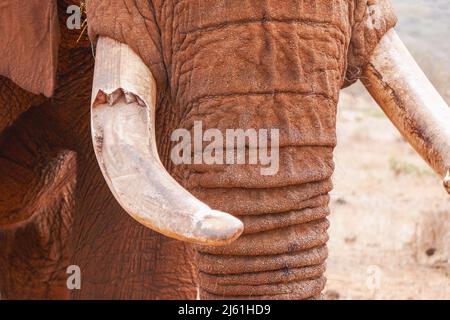 Nahaufnahme eines afrikanischen Elefanten - Loxodonta Africana, der in einem Konservatorium in Nanyuki, Kenia, grast Stockfoto