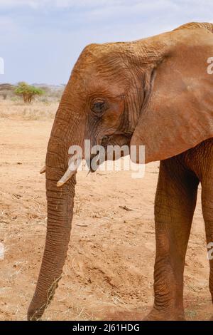 Nahaufnahme eines afrikanischen Elefanten - Loxodonta Africana, der in einem Konservatorium in Nanyuki, Kenia, grast Stockfoto