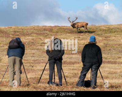 Tierfotografen mit Stativen, die Rothirsch im Bradgate Park, Leicestershire, England, fotografieren (SELEKTIVER FOKUS AUF HIRSCH) Stockfoto