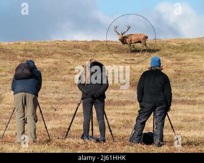 Naturfotografen mit Stativen, die Rothirsch im Bradgate Park, Leicestershire, England, fotografieren. (MONTAGE - HIRSCHE UND FOTOGRAFEN IM FOKUS) Stockfoto