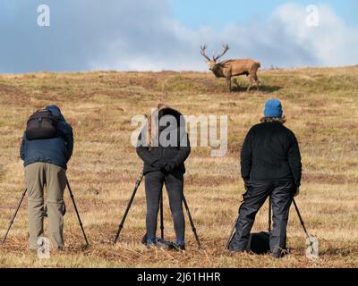 Naturfotografen mit Stativen beim Rothirsch in Bradgate Park, Leicestershire, England (SELEKTIVER FOKUS AUF FOTOGRAFEN) Stockfoto