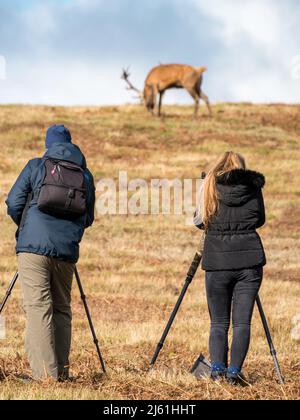 Naturfotografen mit Stativen beim Rothirsch in Bradgate Park, Leicestershire, England (SELEKTIVER FOKUS AUF FOTOGRAFEN) Stockfoto