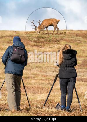 Naturfotografen mit Stativen, die Rothirsch im Bradgate Park, Leicestershire, England, fotografieren. (MONTAGE - HIRSCHE UND FOTOGRAFEN IM FOKUS) Stockfoto