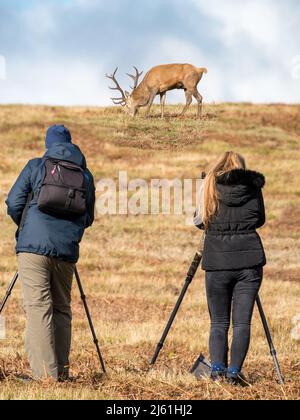 Naturfotografen mit Stativen, die Rothirsch im Bradgate Park, Leicestershire, England, fotografieren. (MONTAGE - HIRSCHE UND FOTOGRAFEN IM FOKUS) Stockfoto