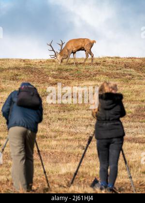 Tierfotografen mit Stativen, die Rothirsch im Bradgate Park, Leicestershire, England, fotografieren (SELEKTIVER FOKUS AUF HIRSCH) Stockfoto