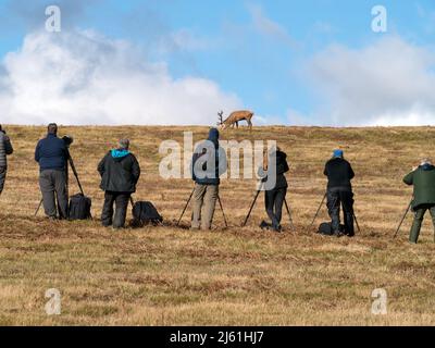 Eine Reihe von Naturfotografen mit Stativen, die Rothirsch im Bradgate Park, Leicestershire, England, fotografieren Stockfoto