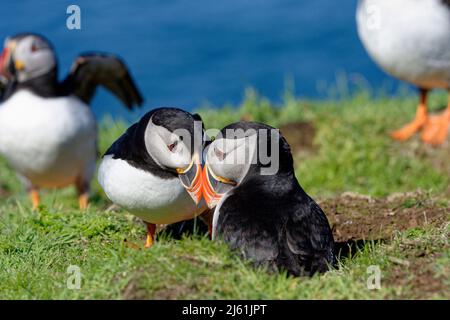 Atlantische Papageitaucher auf der Insel Lunga, der größten der Tresnish-Inseln, nordwestlich von Mull in den Inneren Hebriden in Argyll und Bute Schottland Stockfoto