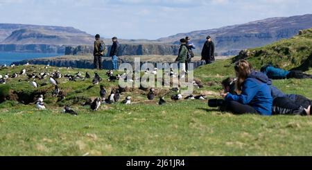 Tagesausflügler genießen und fotografieren die Kolonie der Papageitaucher auf der Insel Lunga, der größten der Tresnish Islands vor der Westküste von Mull Stockfoto