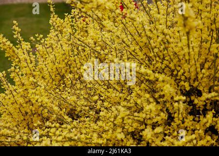 Goldgelbe Blüten des blühenden Gartenstrauch Citisus x praecox All Gold im Freien gesehen. Stockfoto