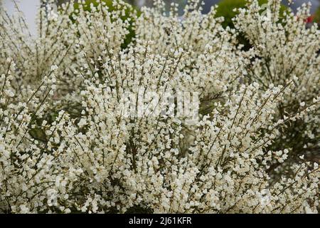 Weiße Blüten des blühenden Cytisus x praecox Albus im Freien gesehen. Stockfoto