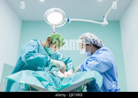 Tierarzt Chirurg mit Gesundheitsarbeiter Durchführung einer Operation am Hund in der Klinik Stockfoto