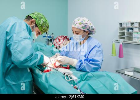 Chirurg mit medizinischen Fachkräften, die eine Operation am Hund in der Klinik durchführen Stockfoto