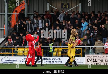 Sutton, UK 26. April 2022 : Sutton United Maskottchen 'Jenny' die Giraffe und Crawley Town Maskottchen Reggie der rote Teufel vor der EFL League zwei Spiel zwischen Sutton United und Crawley Town im tSutton Football Club gesehen. Quelle: James Boardman/Alamy Live News Stockfoto