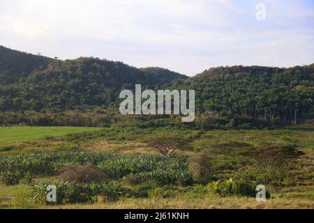 Das Tal der Ingenios, Kuba Stockfoto