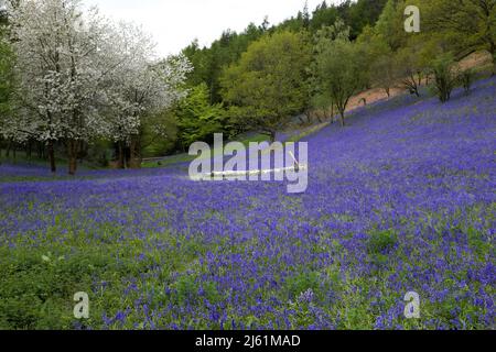 Ein Teppich aus Bluebells in den Clent Hills in Clent Worcestershire, England Stockfoto