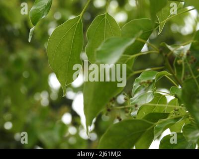 Eine Nahaufnahme von Kampfer Lorbeerblättern. Cinnamomum camphora ist eine immergrüne Baumart, die allgemein unter den Namen Kampfer Baum, Lager bekannt ist Stockfoto