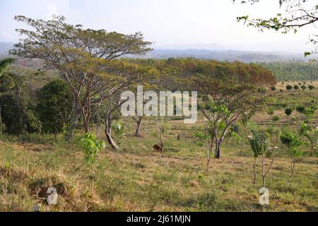 Das Tal der Ingenios, Kuba Stockfoto