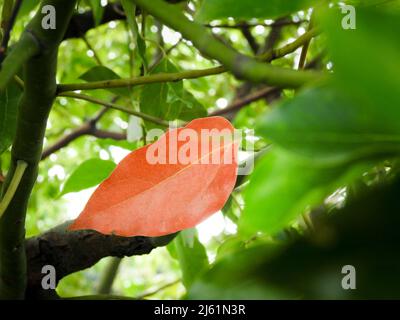 Eine Nahaufnahme von Lamphorlaurel-Blättern, die rot wurden. Cinnamomum camphora ist eine immergrüne Baumart, die allgemein unter den Namen c bekannt ist Stockfoto