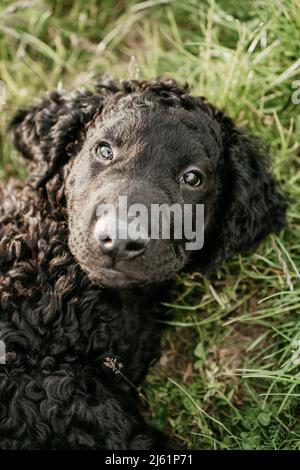 Schwarzer Hund liegt auf dem Gras Stockfoto