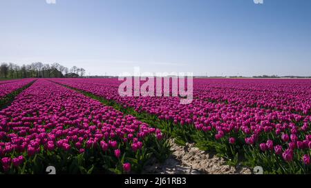 Purple Tulpenfeld in den Niederlanden Stockfoto