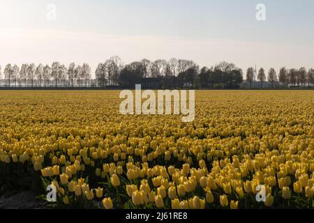 Gelbes Tulpenfeld in den Niederlanden Stockfoto