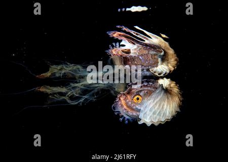 Paper nautilus auf einer Qualle bei einem Schwarzwassertauchgang, reflektiert auf der Wasseroberfläche, Philippinen Stockfoto