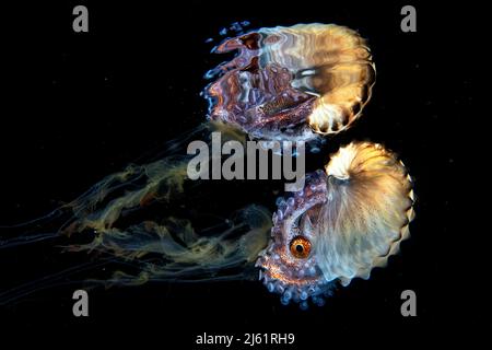 Paper nautilus auf einer Qualle bei einem Schwarzwassertauchgang, reflektiert auf der Wasseroberfläche, Philippinen Stockfoto