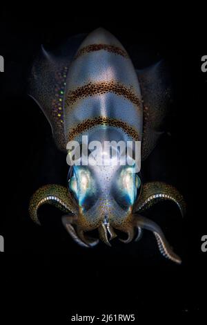 Bigfin reef Squid Stockfoto