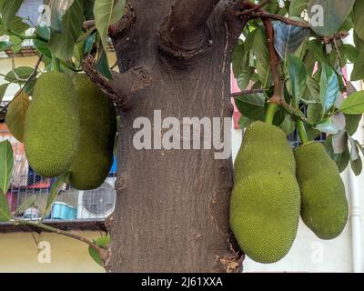 04 26 2022 Asiatische Sommerfrüchte mit Namen Jackfruit wissenschaftlicher Name Artocarpus heterophyllus, Jackfruit hängt am Jackfruitbaum Lokgram Kalyan Maharashtr Stockfoto