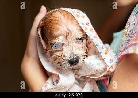 Ein Maltipoo Puppy, nachdem er in einem Handtuch auf seinem Kopf gebadet hatte. Nahaufnahme, selektiver Fokus Stockfoto