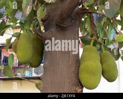 04 26 2022 Asiatische Sommerfrüchte mit Namen Jackfruit wissenschaftlicher Name Artocarpus heterophyllus, Jackfruit hängt am Jackfruitbaum Lokgram Kalyan Maharashtr Stockfoto