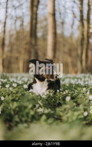 Border Collie sitzt inmitten von Gras im Wald Stockfoto