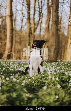 Border Collie sitzt auf Gras im Wald Stockfoto