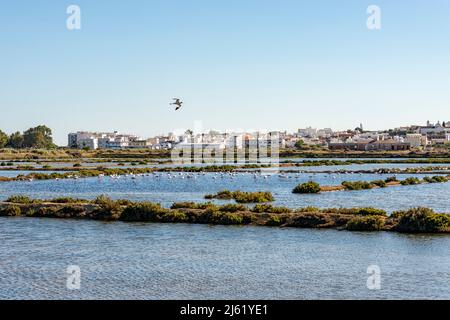 Portugal, Algarve, Fuseta, Flamingos in Küstensalzverdampfungsteichen Stockfoto