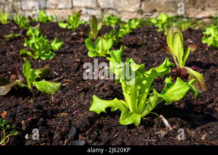 Salatkeimlinge wachsen im Gemüsegarten Stockfoto