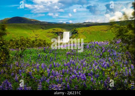 Skogafoss Wasserfall im Süden Islands mit blühenden Blumen im Vordergrund Stockfoto