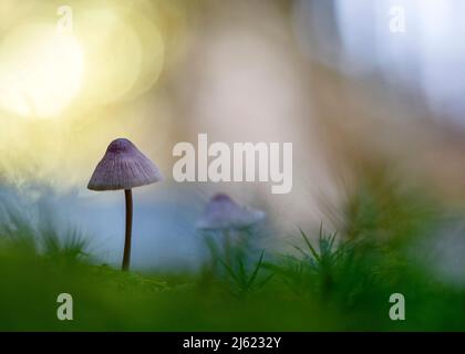 Kleine Mycenaceae Pilze wachsen im Freien Stockfoto