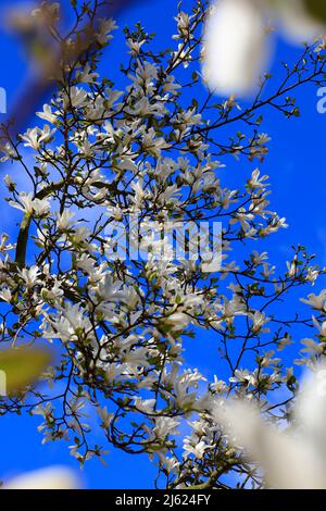 Weißer blühender Magnolienbaum im Frühling Stockfoto