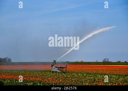 Julianadorp, Niederlande, April 2022. Die Zwiebelfelder um Julianadorp werden mit Wasser besprüht. Hochwertige Fotos Stockfoto
