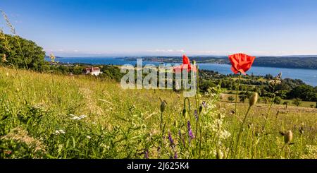 Deutschland, Baden-Württemberg, Uberlingen, Maismohnblumen blühen auf der Sommerwiese mit dem Salem International College und dem Bodensee im Hintergrund Stockfoto