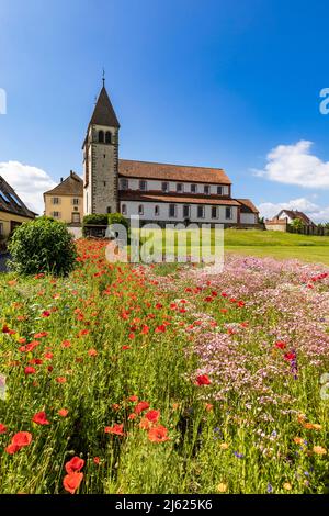 Deutschland, Baden-Württemberg, Insel Reichenau, Maismohnblumen blühen auf der Sommerwiese mit der Basilika der Heiligen Peter und Paul im Hintergrund Stockfoto